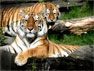 2 tigers ethics, energy,  and transforming embodiment