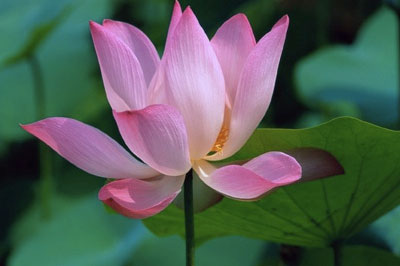 pink lotus, somatic, past life and chakra courses 
