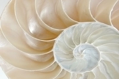  white nautilus shell, deep somatic and past life therapy