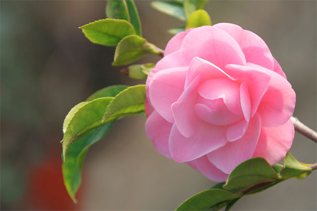 camellia, balancing the chakras 