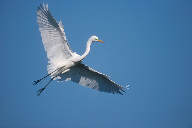  white crane, client endorsements