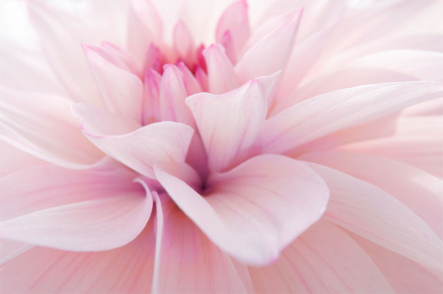  pink dahlia, client endorsements