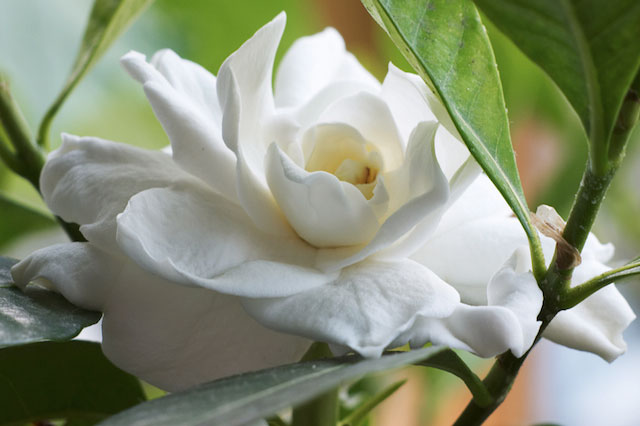  white gardenia, client endorsements