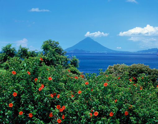 mt fuji & hibiscus, psychic readings what to expect