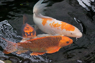 koi fish, exploring and healing the chakras, chakra psychology