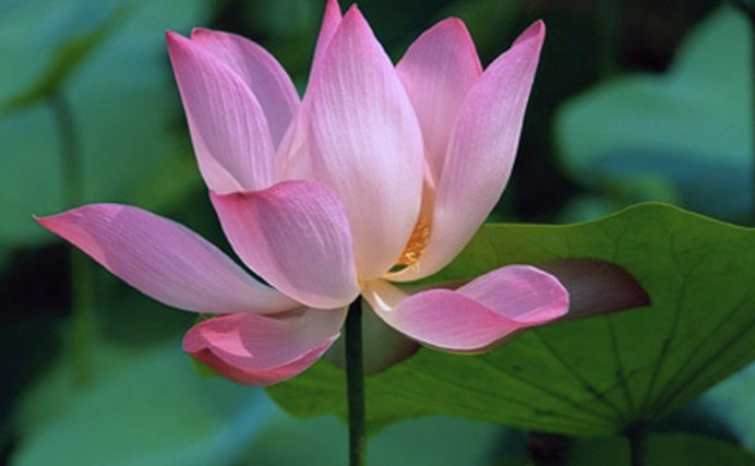 pink lotus, chakra intuition and meditation training