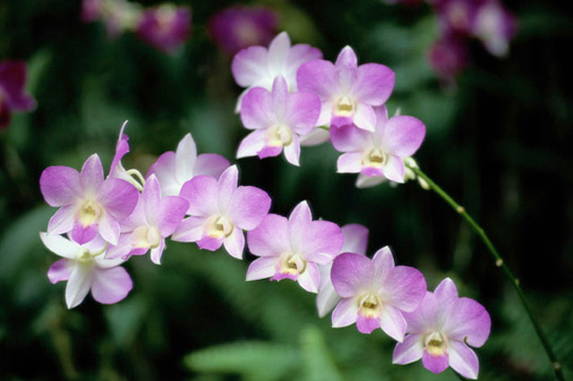  purple orchid spray, medical intuitive and past life readings