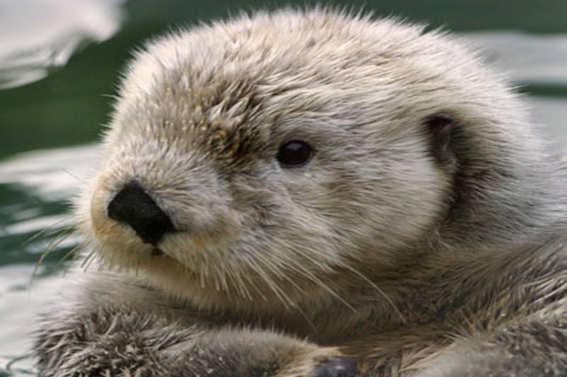  sea otter, joy in embodiment 