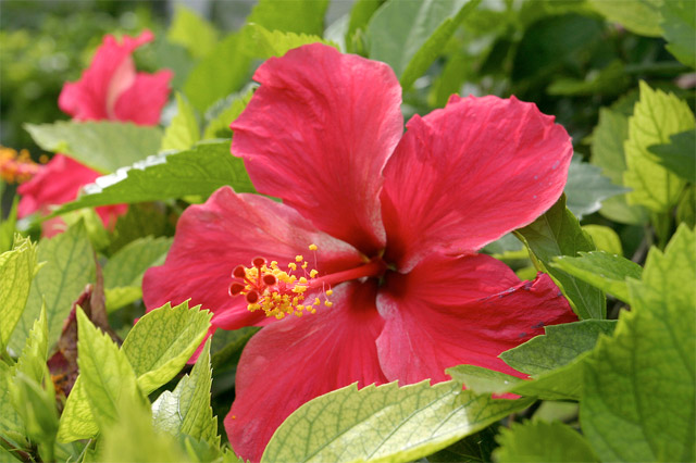 red hibiscus, 8 wk huna course