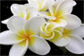 white plumeria flowers, huna, energy practices for modern life