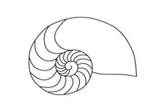  Natilus shell, Radio Interview with Elizabeth Burke MA